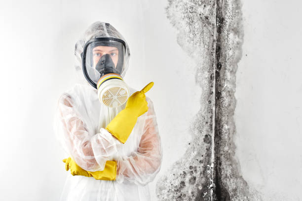 Biohazard Mold Removal in Palm Valley, FL