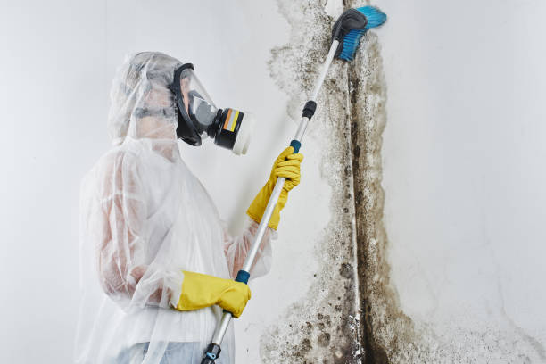 Professional Mold Removal Services in Palm Valley, FL